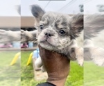 Small Photo #17 French Bulldog Puppy For Sale in MOUNT VERNON, AL, USA