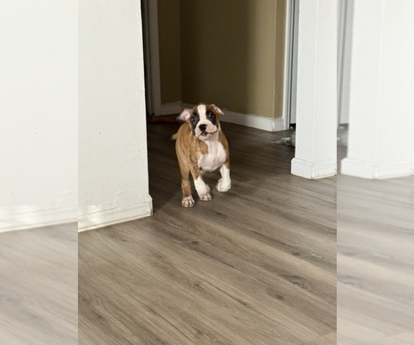 Medium Photo #11 Boxer Puppy For Sale in KISSIMMEE, FL, USA