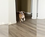 Small Photo #11 Boxer Puppy For Sale in KISSIMMEE, FL, USA