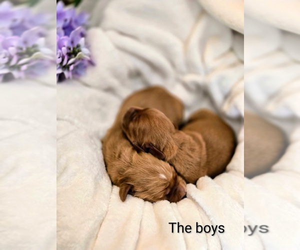 Medium Photo #2 Golden Retriever Puppy For Sale in CLAREMONT, MN, USA