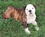 Small Photo #17 Bulldog Puppy For Sale in GREEN FOREST, AR, USA