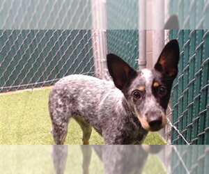 Mutt Dogs for adoption in Downey, CA, USA