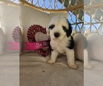 Puppy Red Sheepadoodle