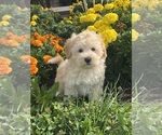 Small #5 Coton de Tulear-Poodle (Toy) Mix