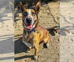 Small #1 German Shepherd Dog Mix