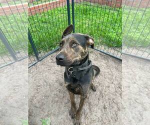 American Pit Bull Terrier-Unknown Mix Dogs for adoption in Holly Springs, NC, USA