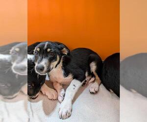 Border Collie-Unknown Mix Dogs for adoption in Frisco, CO, USA