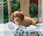 Small #2 Dachshund