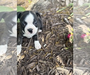 Boston Terrier Puppy for sale in FREDONIA, KS, USA