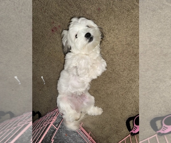 Medium Photo #1 Shorkie Tzu Puppy For Sale in NEWARK, DE, USA