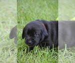Small Photo #23 Labrador Retriever Puppy For Sale in RICHMOND HILL, GA, USA