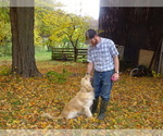 Small Photo #6 Golden Retriever Puppy For Sale in JONES, MI, USA