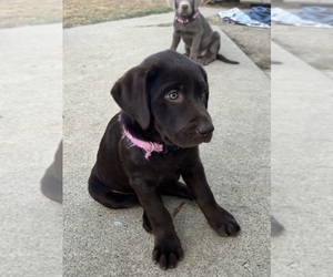 Labrador Retriever Puppy for sale in SANTA MARIA, CA, USA
