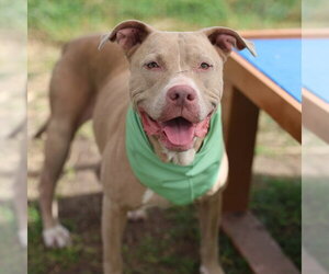 American Staffordshire Terrier-Unknown Mix Dogs for adoption in San Antonio, TX, USA