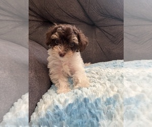 YorkiePoo Puppy for sale in SAN ANTONIO, TX, USA