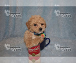 Small Photo #2 Maltipoo-Poodle (Toy) Mix Puppy For Sale in SANGER, TX, USA