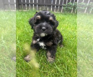 Bernedoodle (Miniature) Puppy for sale in MILWAUKEE, WI, USA