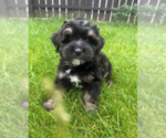 Small Bernedoodle (Miniature)