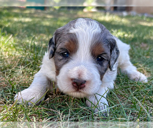 Bernedoodle (Miniature) Puppy for sale in ROY, UT, USA