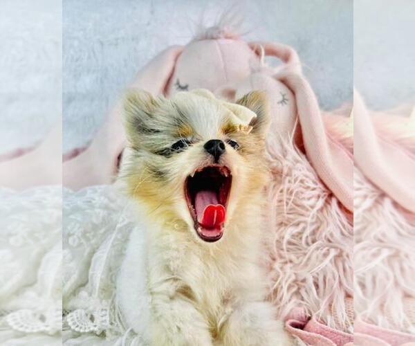 Medium Photo #9 Pomeranian Puppy For Sale in HOUSTON, TX, USA