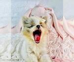 Small #8 Pomeranian