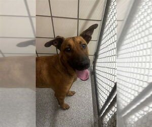 Labrador Retriever-Unknown Mix Dogs for adoption in Pasadena, TX, USA