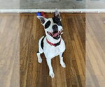 Small #30 American Pit Bull Terrier