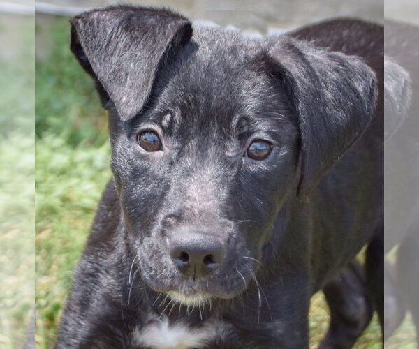 Medium Photo #6 Mutt Puppy For Sale in Huntley, IL, USA