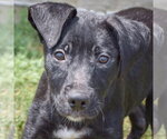 Small #5 Mutt