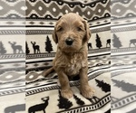 Puppy Ivy Goldendoodle