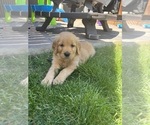 Small #45 Golden Retriever