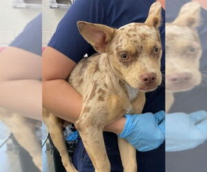 Mutt Dogs for adoption in San Bernardino, CA, USA