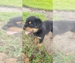 Small Photo #4 Rottweiler Puppy For Sale in PASADENA, TX, USA