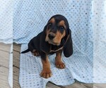 Small Photo #5 Basset Hound Puppy For Sale in DUNNVILLE, KY, USA