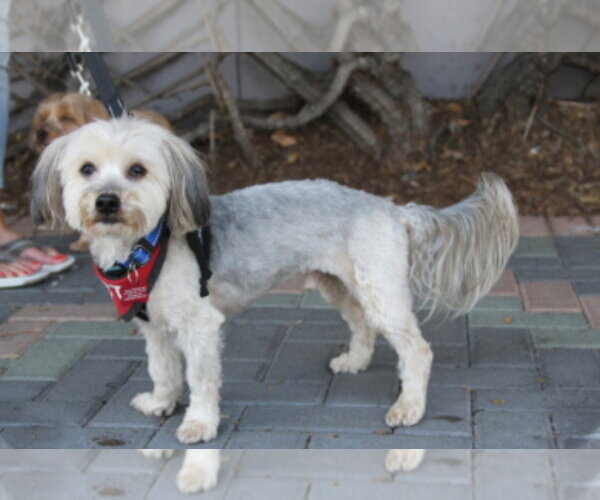Medium Photo #6 Maltese-Unknown Mix Puppy For Sale in Mission Viejo, CA, USA