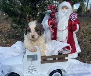 Medium Bernedoodle (Miniature)