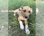 Small #6 Shepradors