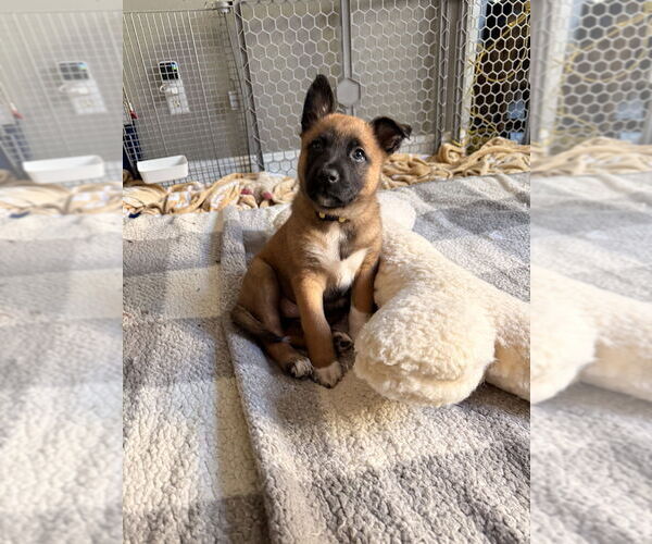 Medium Photo #1 Mutt Puppy For Sale in Imlay City, MI, USA