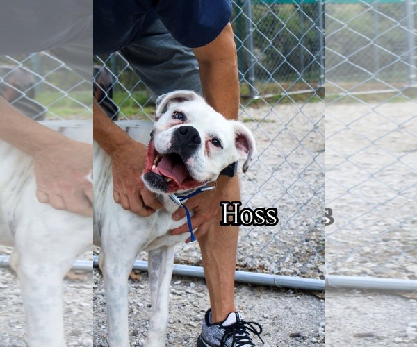 Medium Photo #1 Boxer Puppy For Sale in Woodbury, MN, USA