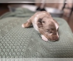 Small Photo #14 Australian Shepherd Puppy For Sale in YADKINVILLE, NC, USA