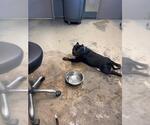 Small American Staffordshire Terrier