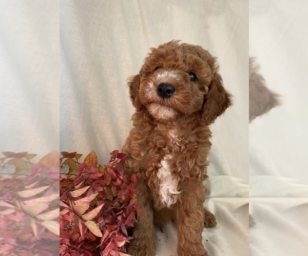 Medium Photo #1 Poodle (Miniature) Puppy For Sale in RUDD, IA, USA
