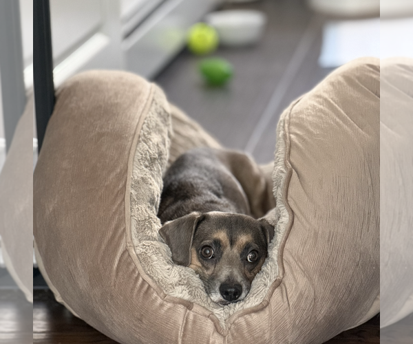 Medium Photo #7 Chiweenie Puppy For Sale in Oakhurst, NJ, USA