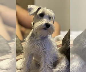 Father of the Schnauzer (Miniature) puppies born on 04/25/2025