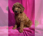 Puppy Abby Goldendoodle