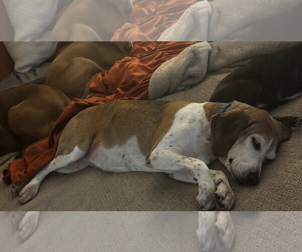 Medium Photo #4 Beagle Puppy For Sale in Tampa, FL, USA