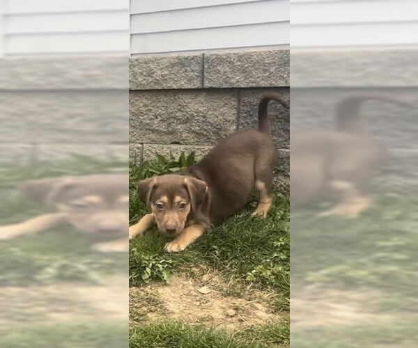 Medium Photo #1 German Shepherd Dog-Unknown Mix Puppy For Sale in Springdale, PA, USA
