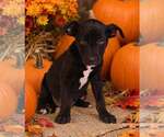 Laney 26/798 - Female American Pit Bull Terrier-Unknown Mix Dog for Adoption - Small photo