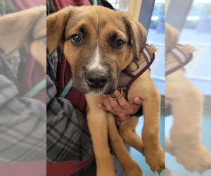 German Shepherd Dog-Unknown Mix Dogs for adoption in Santa Maria, CA, USA