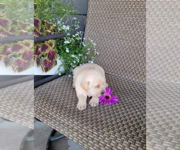 Medium Photo #4 Labrador Retriever Puppy For Sale in GRABILL, IN, USA